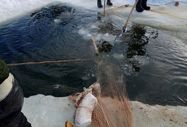 Зимняя рыбалка. Рыбаки с сетью у проруби