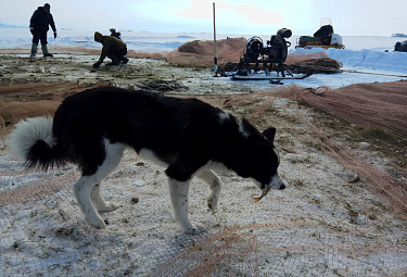 Рыбный день. Собака на берегу Байкала подбирает и ест свежих окуней