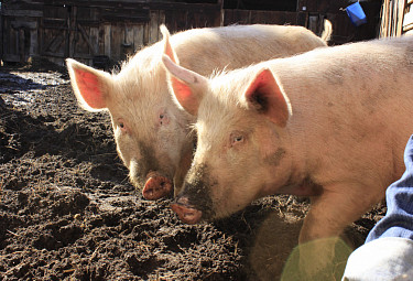 ������