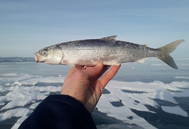Бурятия. Омуль в руке рыбака на фоне зимнего Байкала