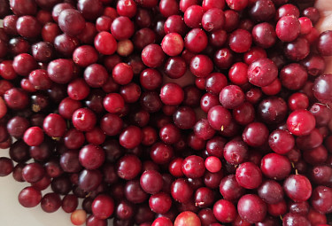   . Lingonberry