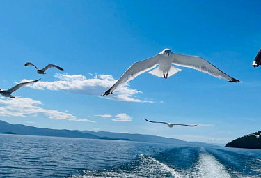 Бурятия. Восточный Байкал. Байкальские чайки преследуют катер в Чивыркуйском заливе (Баргузинский район). 2023 год