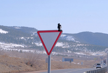 Знак "Уступи дорогу" с сидящей на нем птицей на фоне зимних заснеженных гор Бурятии