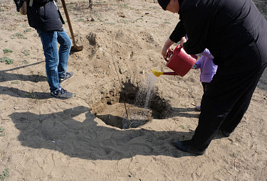 Улан-Удэ. Озеленение. Люди поливают высаженное дерево из лейки