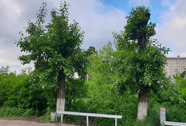 ����������� ������������� ������� �������� � ����� ����������������� (����� ����-���)