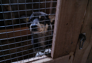 Несвобода. Пойманная бродячая собака сидит в вольере в собачьем приюте
