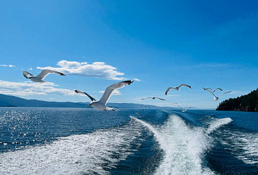 Стая чаек летит за катером в Чивыркуйском заливе озера Байкал. Республика Бурятия. 2023 год