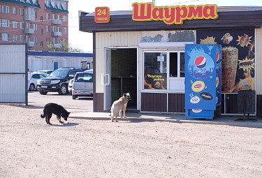 Бродячие собаки у киоска "Шаурма"