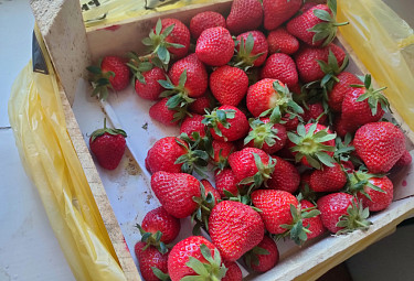 ��������. �������� �� ����������� � ���������� �����. Strawberries from Kyrgyzstan