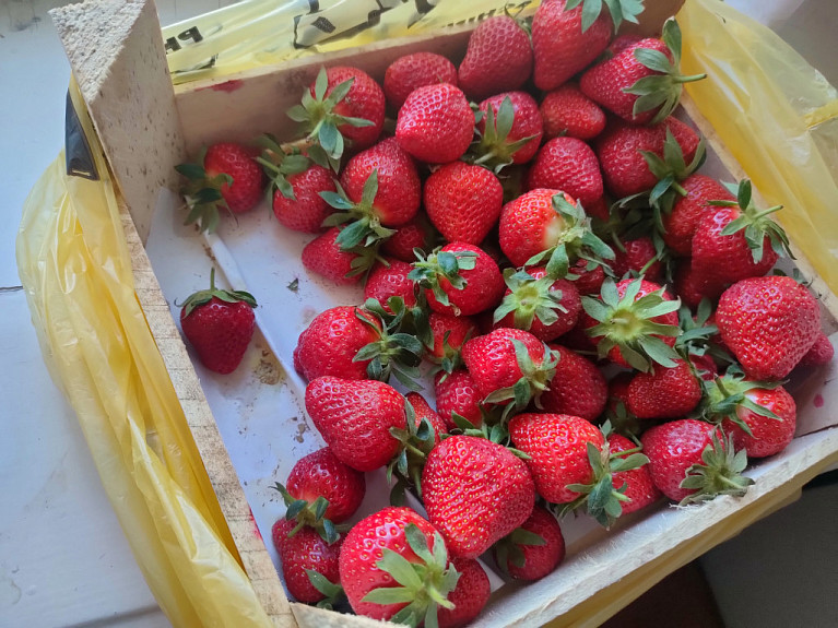��������. �������� �� ����������� � ���������� �����. Strawberries from Kyrgyzstan