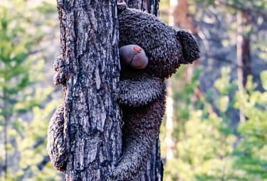 Детство. Детская игрушка на дереве в лесу