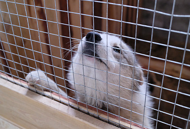 Белая собака после отлова - в приюте для бродячих собак