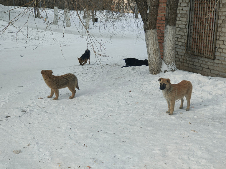 Безнадзорные собаки зимой