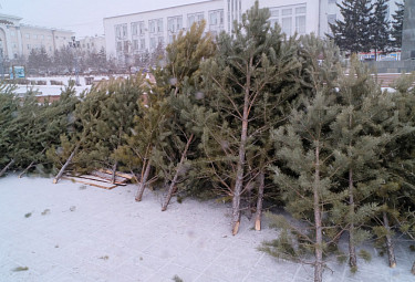 Срубленные сосенки на площади Советов (Улан-Удэ, декабрь)