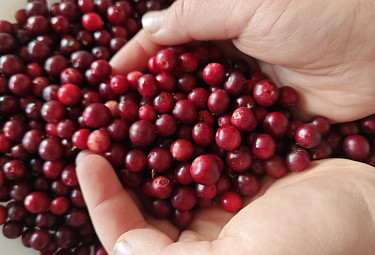 Дикоросы. Ягоды. Брусника в руках. Lingonberry Дикоросы. Ягоды. Брусника в руках. Lingonberry