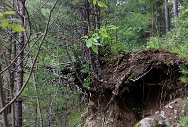 �������. ���������� �����. �����. Forest in Buryatia