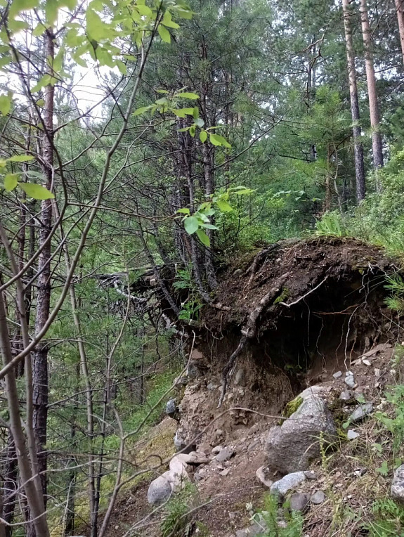�������. ���������� �����. �����. Forest in Buryatia