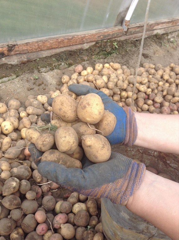 ���������, ������, �������� ���������