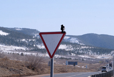 Бурятия. Птица сидит на дорожном знаке приоритета "Уступи дорогу" на фоне дороги и зимних гор