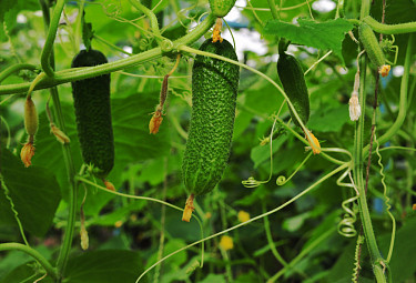 ������ �� ������ 