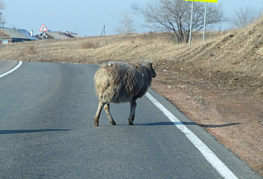 Домашний скот переходит асфальтовую дорогу