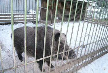Зима. Снег. Кабан в вольере. Hog. Winter Зима. Снег. Кабан в вольере. Hog. Winter