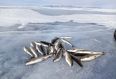 �������. ������ �� ����. Grayling