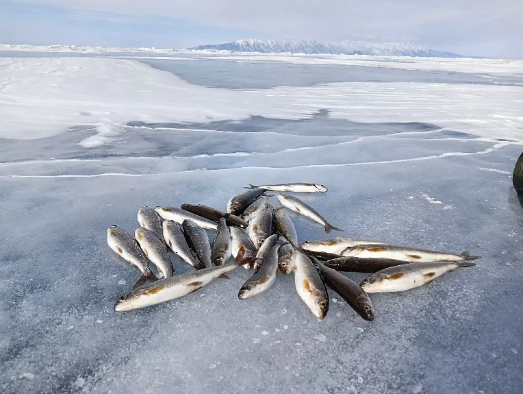 �������. ������ �� ����. Grayling