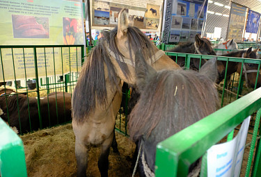 Бурятия. Лошади в загонах на выставке племенных сельхозживотных