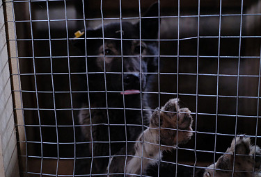 Биркованная собака сидит в вольере в собачьем приюте
