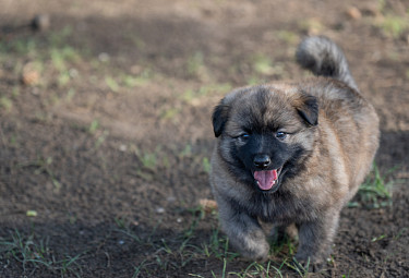 ������ ������ � ����. The dog is walking in the field