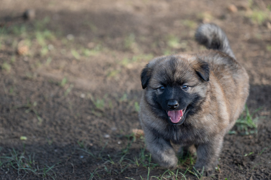 ������ ������ � ����. The dog is walking in the field