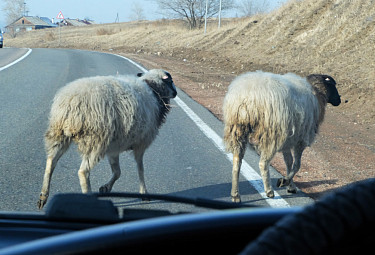 Две овцы переходят дорогу перед машиной