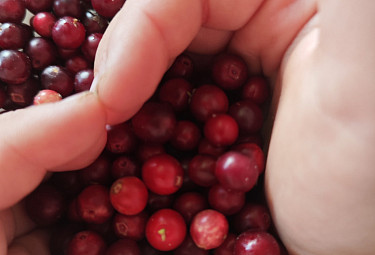  .   . Lingonberry