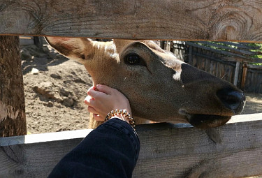 ����� � �������. Deer