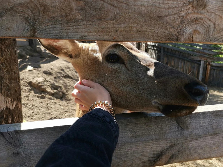 ����� � �������. Deer