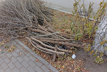 .  . -. 2025 . Pruning trees on the street. Ulan-Ude