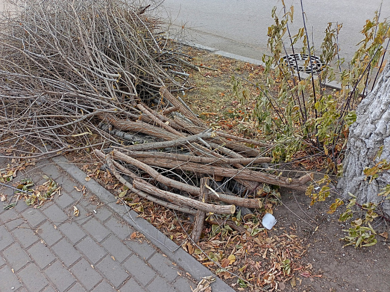 �����. ������� ��������. ����-���. 2025 ���. Pruning trees on the street. Ulan-Ude
