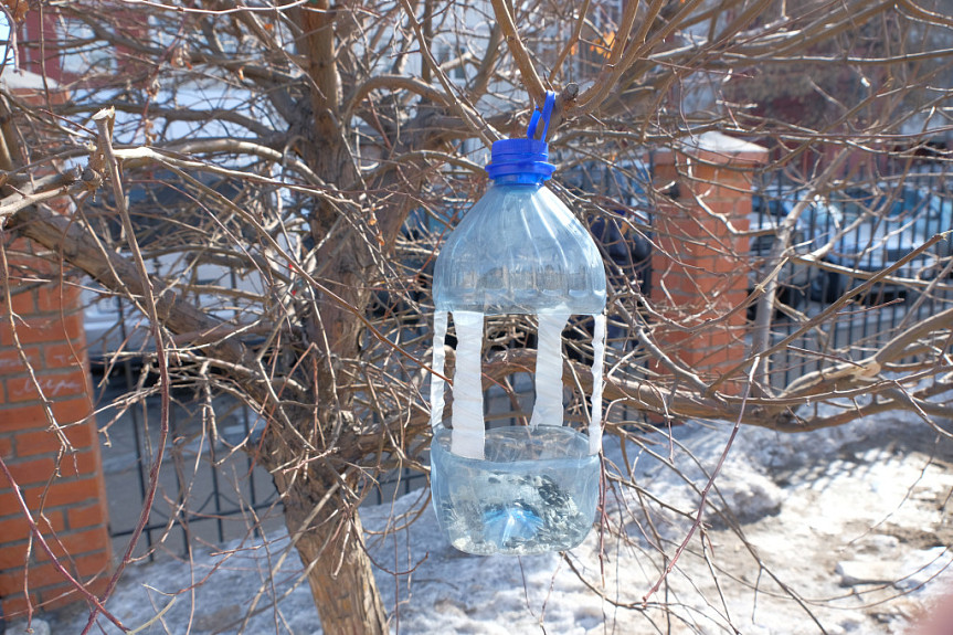 Кормушка для птиц, сделанная из пустой пластиковой бутыли, висит на дереве