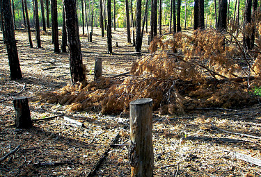 Бурятия. Захламленный лес и пни от деревьев