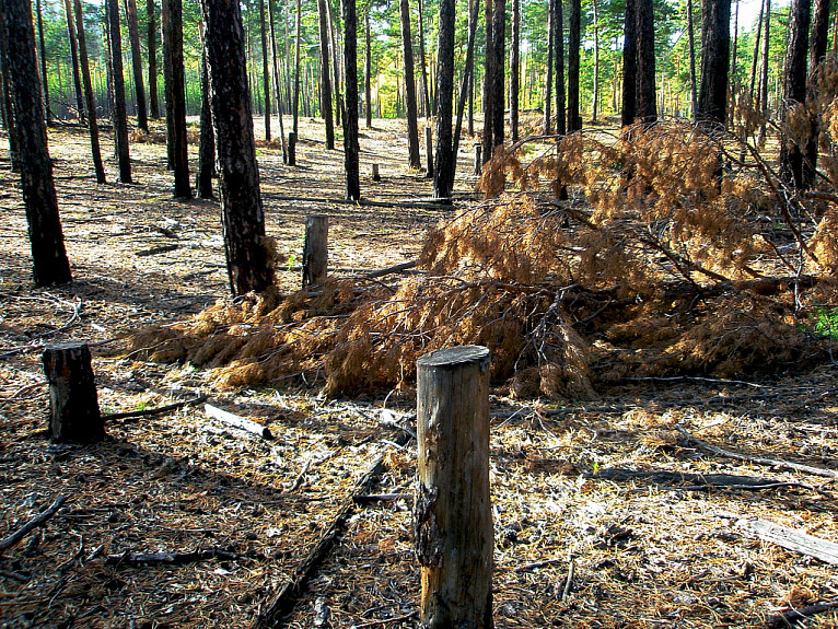 Бурятия. Захламленный лес и пни от деревьев