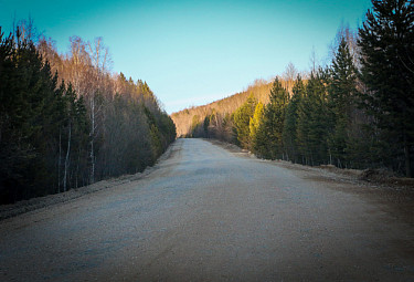 Дорога в окружении леса