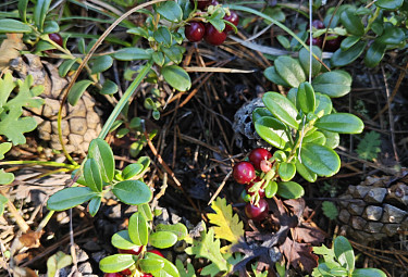 .   . Lingonberry