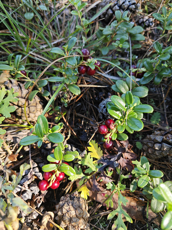 ���. �������� � ����. Lingonberry