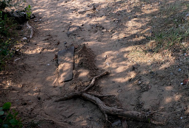 Улан-Удэ. Почва, размытая дождевыми потоками, обнажила корни дерева