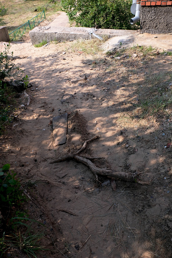 Улан-Удэ. Почва, размытая дождевыми потоками, обнажила корни дерева