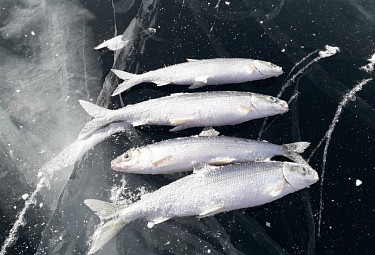 Подледная рыбалка в Бурятии. Выловленный байкальский омуль лежит на прозрачном льду Байкала