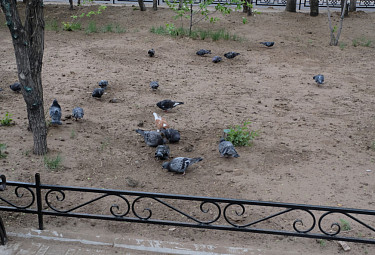 ����-���. ����������