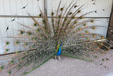 ������. Peacock