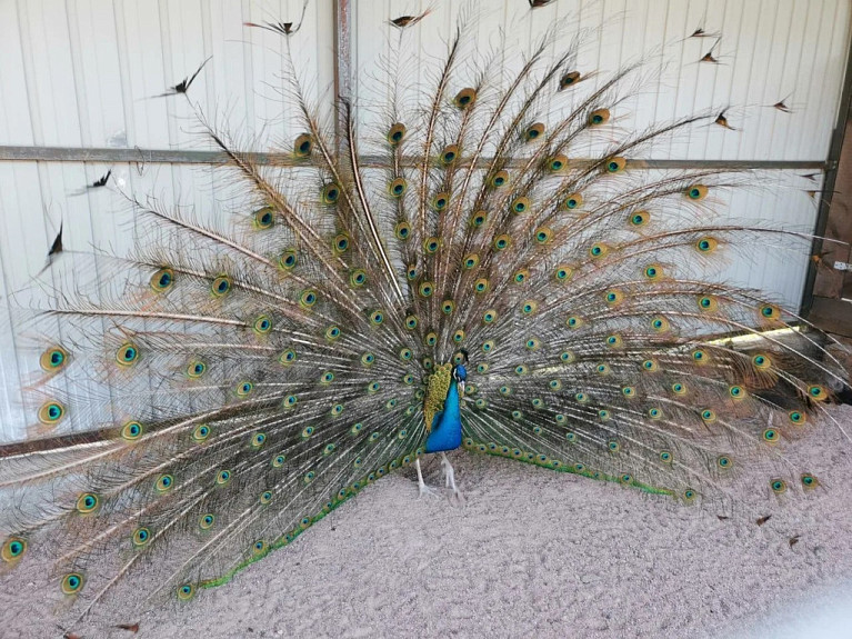 ������. Peacock